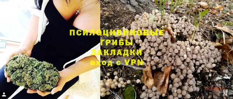 закладка  Камышлов  Псилоцибиновые грибы Psilocybine cubensis 